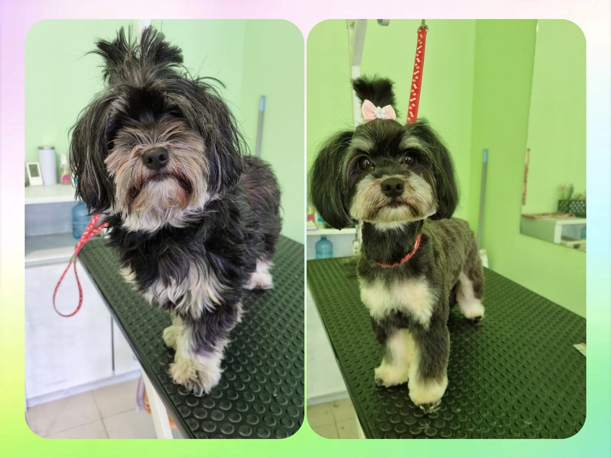 Kutyakozmetika galéria kép 1