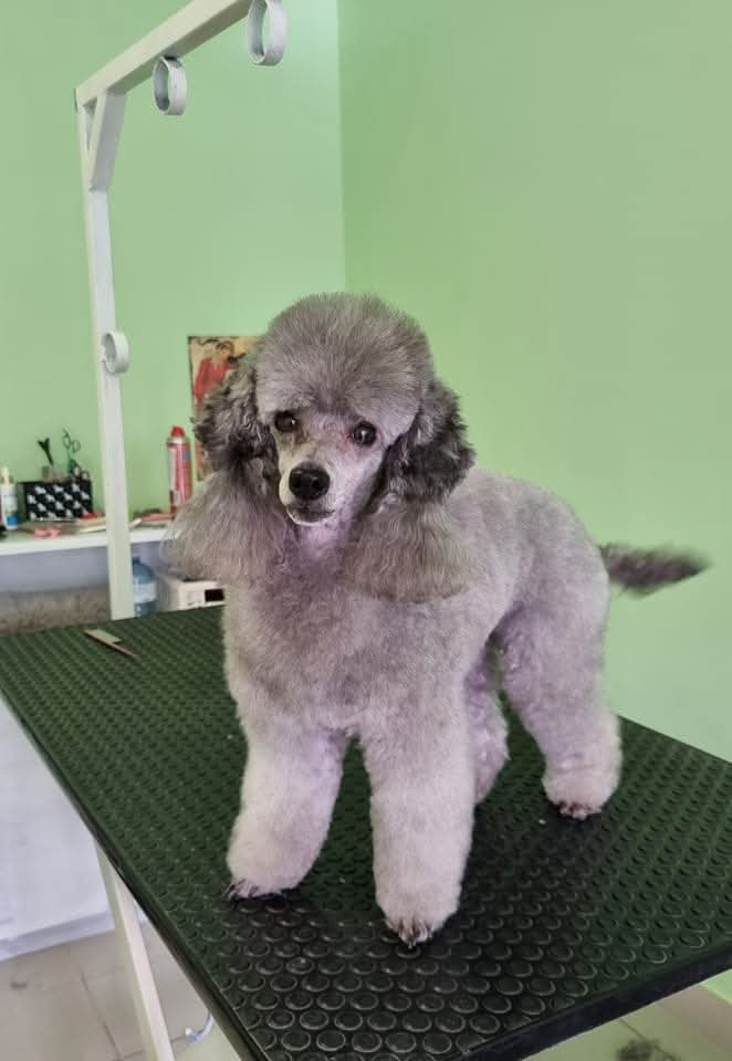 Kutyakozmetika galéria kép 2