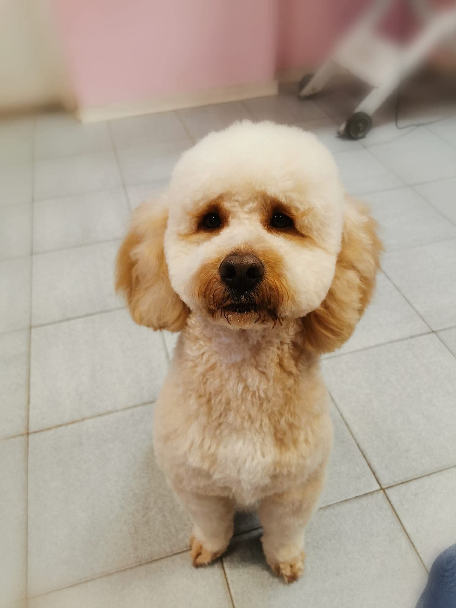 Kutyakozmetika galéria kép 3