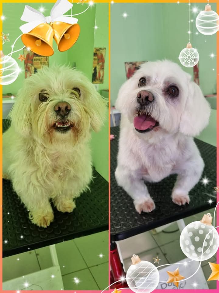 Kutyakozmetika galéria kép 4