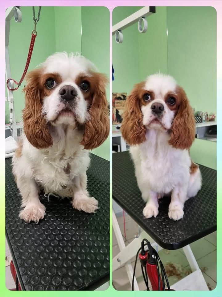 Kutyakozmetika galéria kép 5