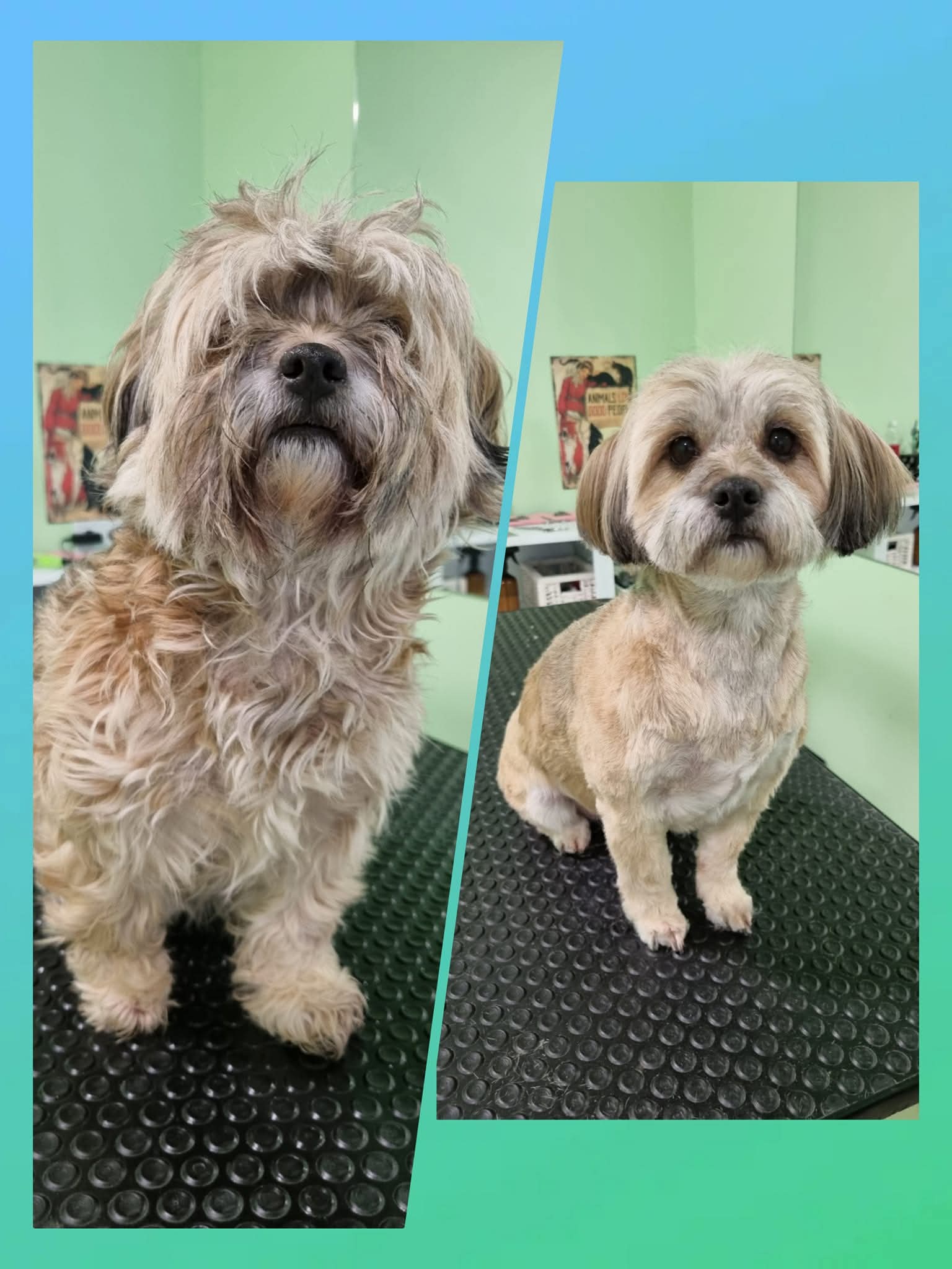 Kutyakozmetika galéria kép 6